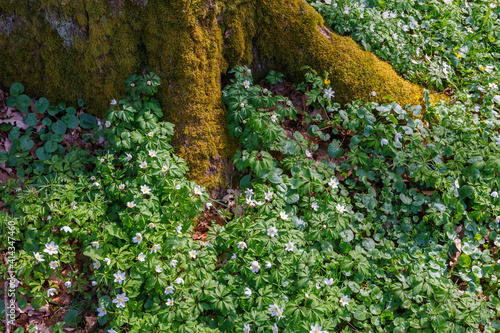 Wood anemone flowers at tree roots in spring