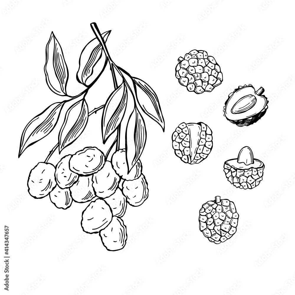 Tropical fruits. Vector illustration Tropical fruits. Vector illustration