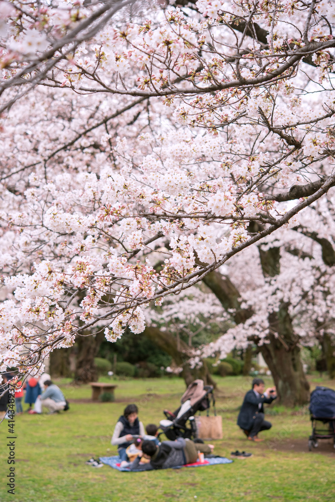 People having picnic under cherry trees (Hanami) in Tokyo, Japan 東京の公園で花見をする人々 ファミリー People having picnic under cherry trees (Hanami) in Tokyo, Japan 東京の公園で花見をする人々 ファミリー