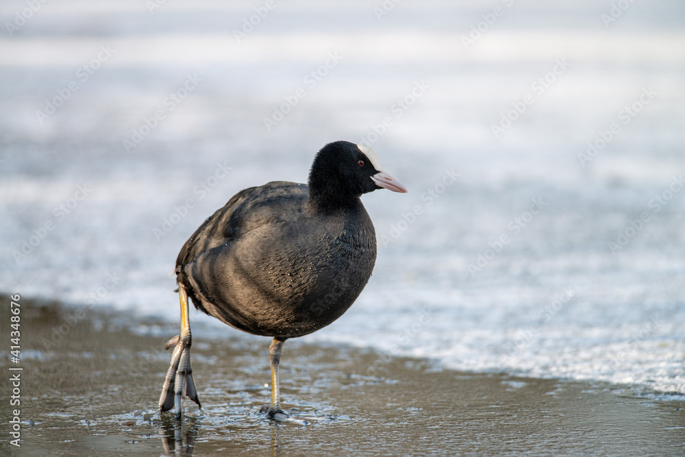 Fototapeta premium A Coot walks across the ice on a beautiful sunny winter morning looking for food, Winter photo, dutch wildlife, nature photo, city park water birds 