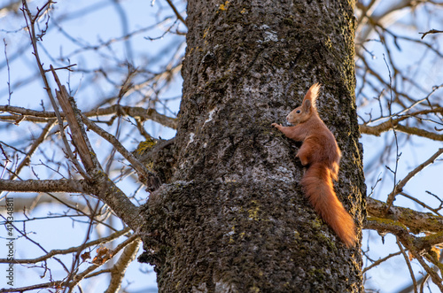 red squirrel in tree in the morning sun