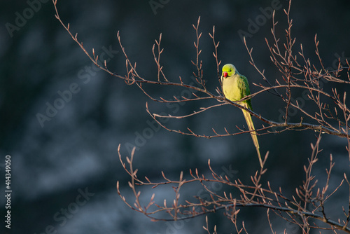 Rose-ringed parakeet warms up in the morning sun in winter, it is winter it is a snowy landscape, dutch nature photo, wildlife background, beautiful colors, Green bird © David Peperkamp
