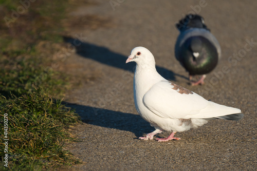 A White Pigeon and Its Grey Mate are Walking on the Pavement in Search for Food on a Cold Winter Morning