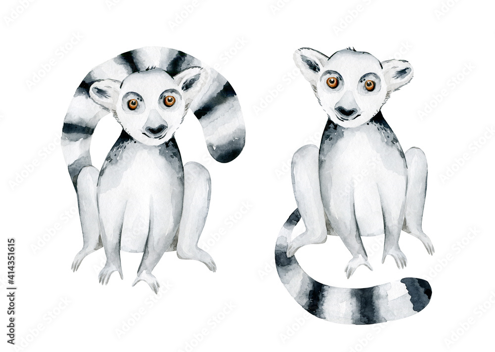 Watercolor illustration of a lemur in white background. Madagascar fauna zoo exotic lemurs animal. Tropical design poster