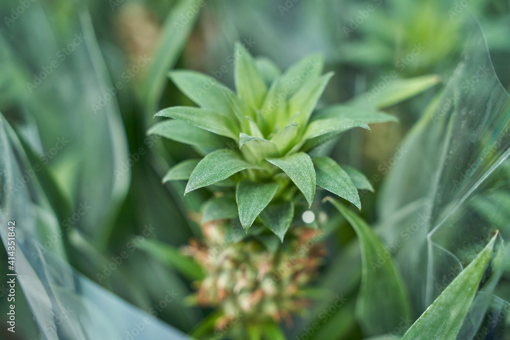 Home pineapple. Mini grow queensland plant. Tree farm field. Nature ecology food. Sweet fruit harvest. Thailang argiculture concept. Home garden