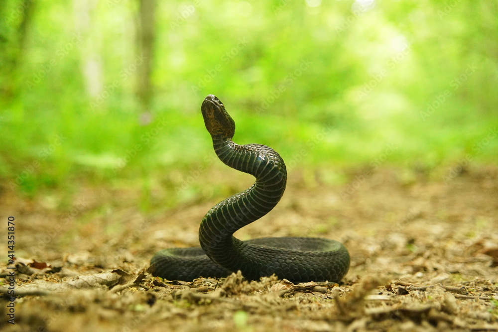 Fototapeta premium snake in the grass