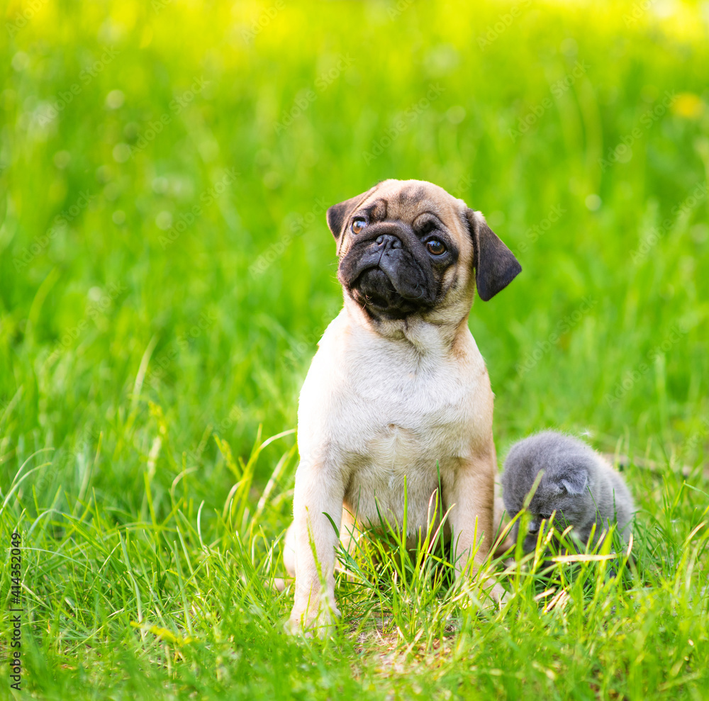 A pug puppy and a Scotland taby kitten sit next to the green grass and looking at camera A pug puppy and a Scotland taby kitten sit next to the green grass and looking at camera