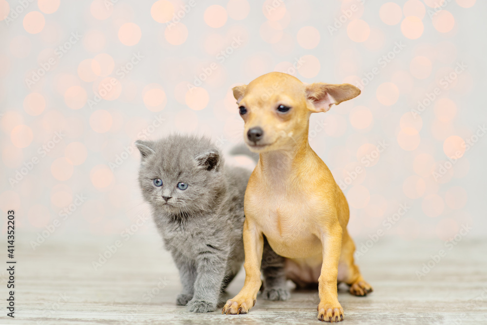 Little toy terrier puppy and  fluffy gray kitten against the background of lights