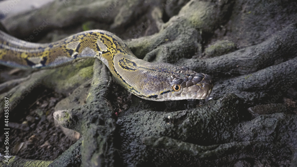 Obraz premium Python Reticulatus Closeup Moving On The Root.
