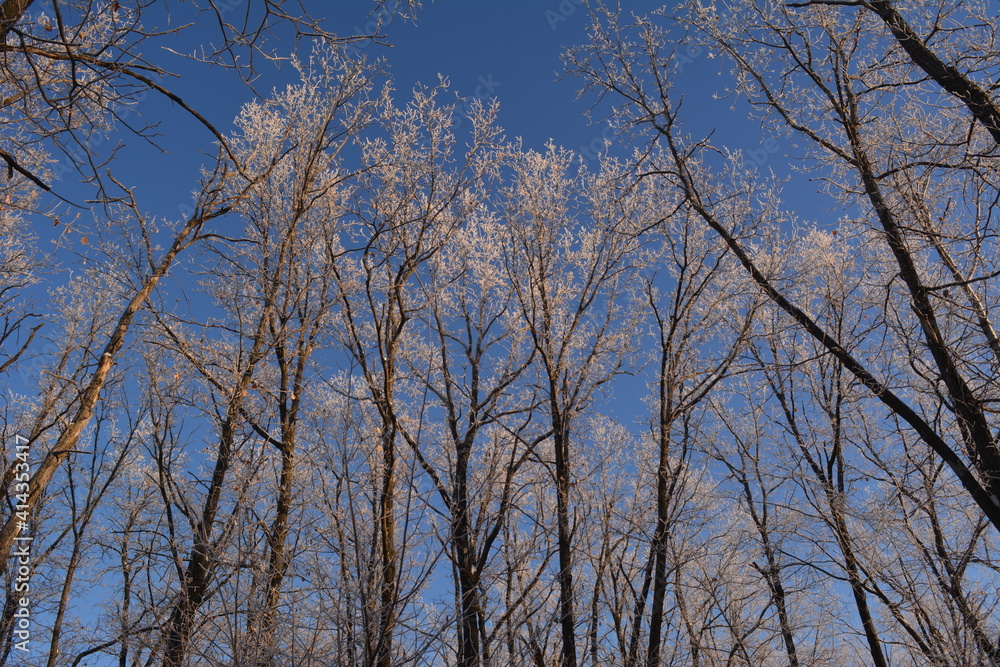 Winter forest. Trees covered by hoarfrost are illuminated by sunset sun Winter forest. Trees covered by hoarfrost are illuminated by sunset sun