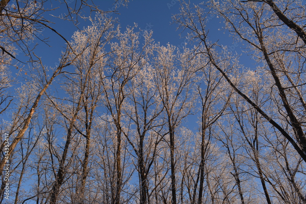 Winter forest. Trees covered by hoarfrost are illuminated by sunset sun