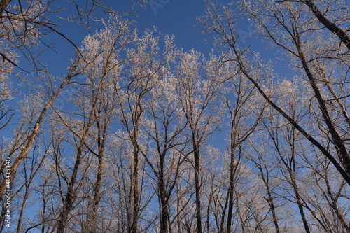 Winter forest. Trees covered by hoarfrost are illuminated by sunset sun