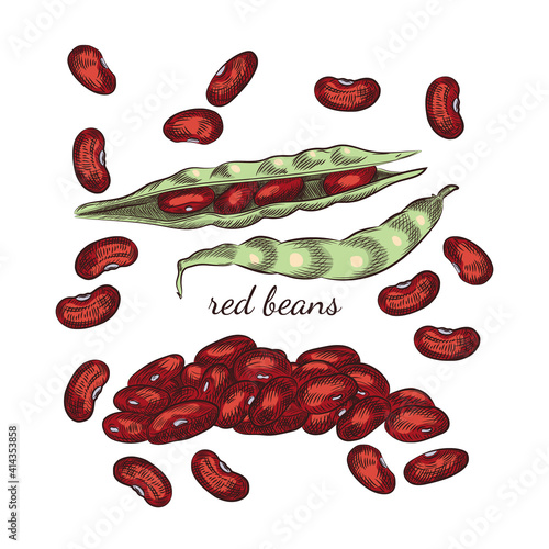 Red beans hand drawn sketch on white background. Beans and pods illustration for your design.