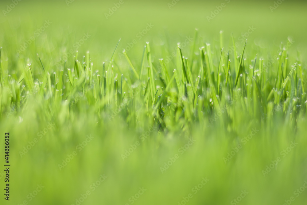 Green grass in sunset light, blurred background. Place for your text Green grass in sunset light, blurred background. Place for your text