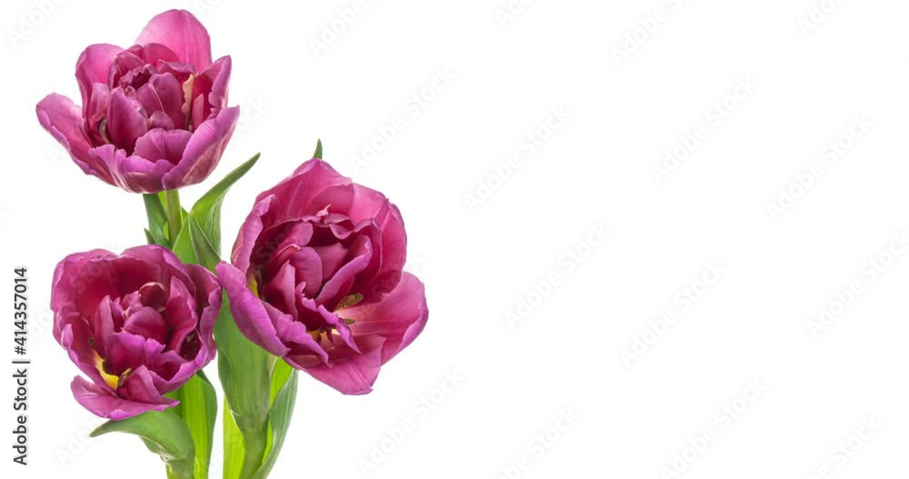 Beautiful bouquet of red tulips. Timelapse of blooming flowers in bouquet of red tulips on white background, close-up. Holiday bouquet. Wedding backdrop, Valentine's Day concept. 4K video with place Beautiful bouquet of red tulips. Timelapse of blooming flowers in bouquet of red tulips on white background, close-up. Holiday bouquet. Wedding backdrop, Valentine's Day concept. 4K video with place