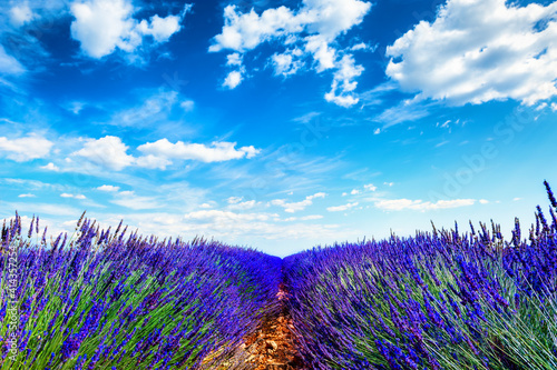 Lavender fields and the blue sky. Valensole  Provence  France. Beautiful summer nature background