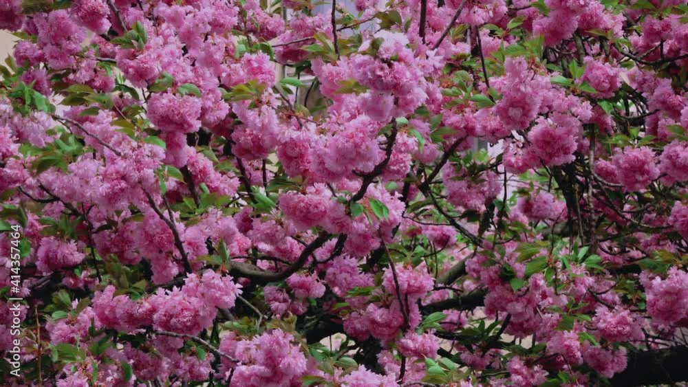 Background with flowers on beautiful flowering Japanese cherry Sakura a spring day Background with flowers on beautiful flowering Japanese cherry Sakura a spring day