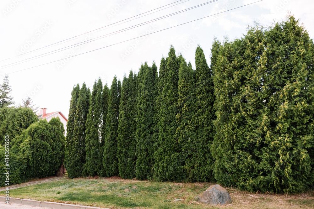 Thuja hedge. Evergreen wall. Green fence. Tall trees. Business services of a professional gardener for gardening. Unkempt garden. Sick trees. Coniferous wood. Green spaces that strengthen the ground Thuja hedge. Evergreen wall. Green fence. Tall trees. Business services of a professional gardener for gardening. Unkempt garden. Sick trees. Coniferous wood. Green spaces that strengthen the ground