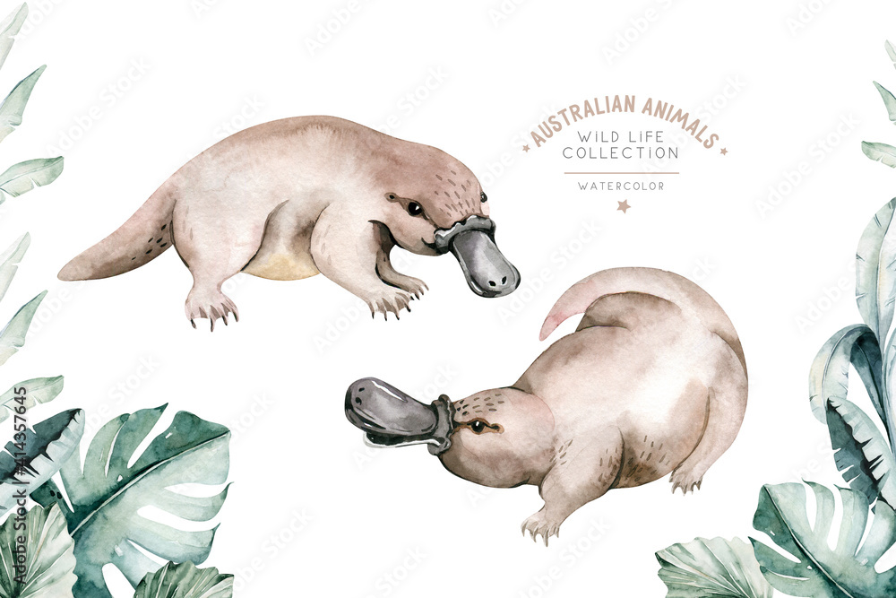 australian animals platypus