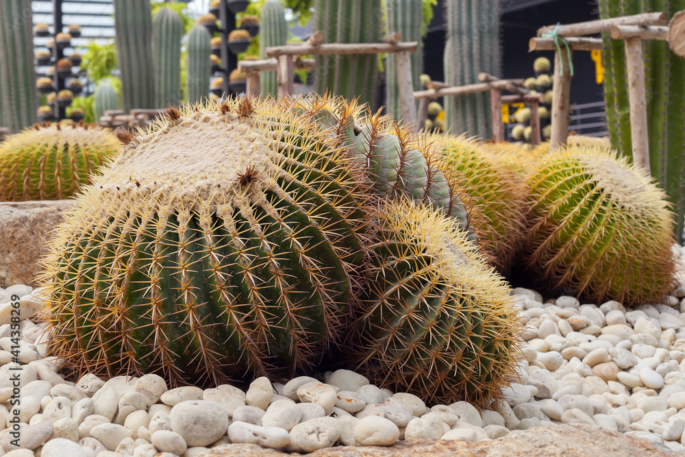 BEAUTIFUL CACTUS AND close up of cactus BEAUTIFUL CACTUS AND close up of cactus