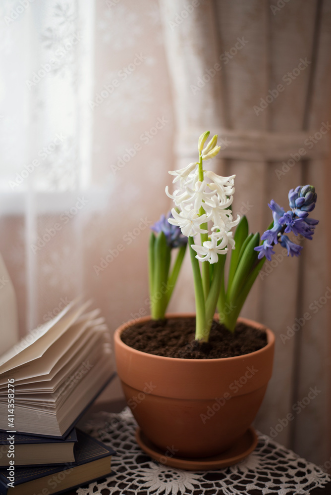 Still-life. Blooming hyacinths in a pot near the window.
