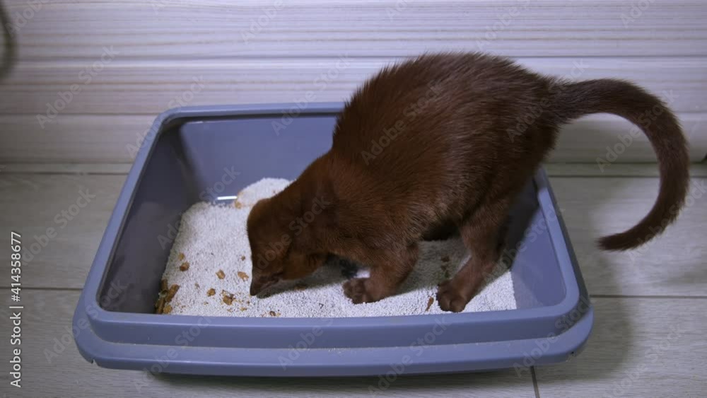 Kitten digs curiously plays in tray with sand. Cute brown cat at home. Pedigree domestic animals. Video from the side. Kitten digs curiously plays in tray with sand. Cute brown cat at home. Pedigree domestic animals. Video from the side.