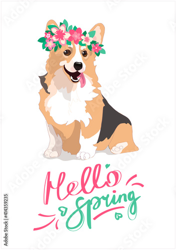 Merry spring poster with welsh corgi in a wreath of flowers. A contented dog with a protruding pink tongue. The dog is ginger. lettering hello spring. Vector greeting card isolated on a white backgrou