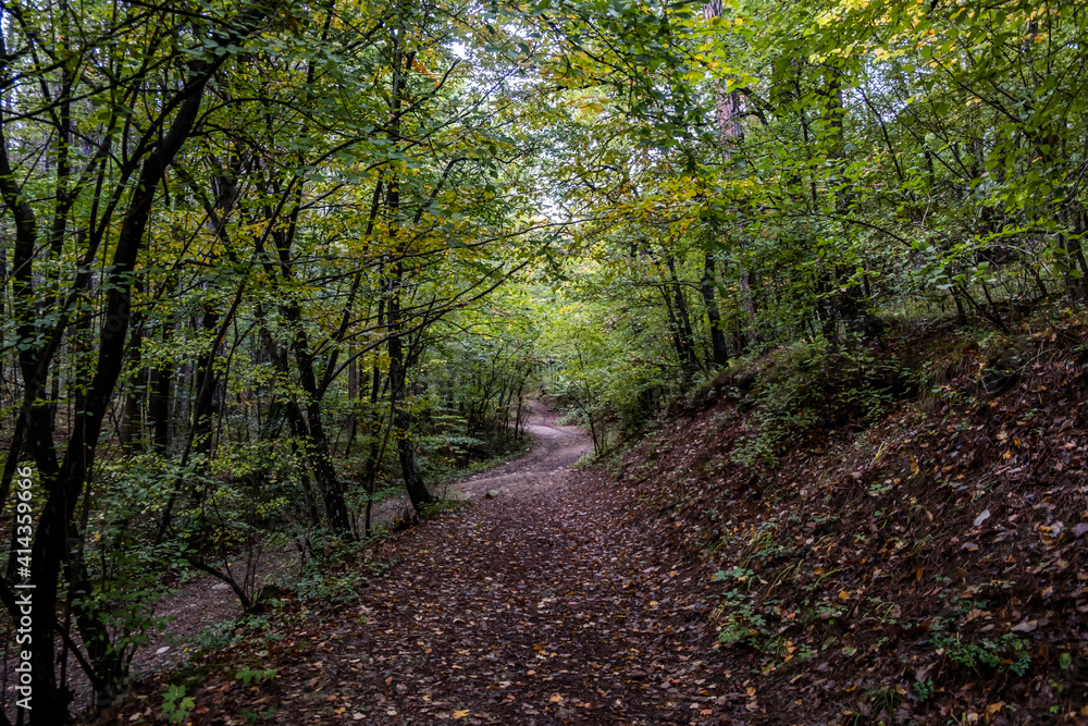 path in green forest 