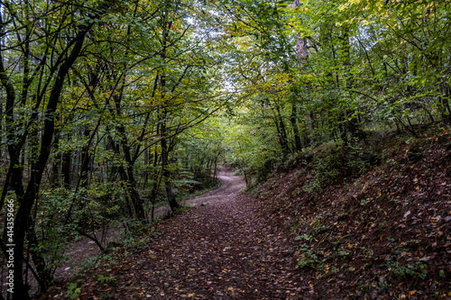 path in green forest 