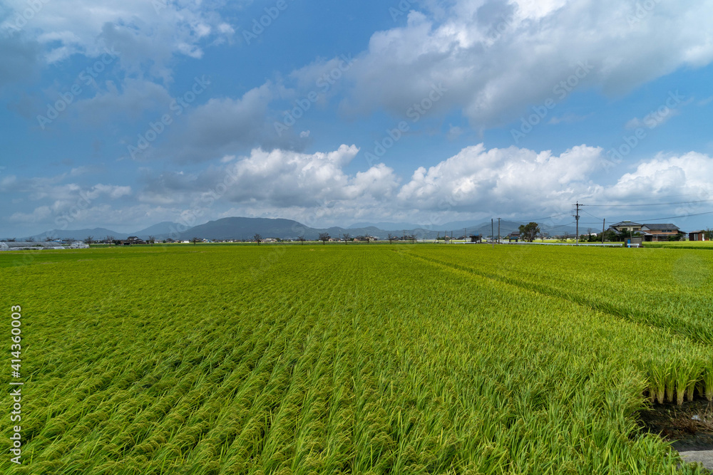 Paddy fields are in rural area in Saga prefecture, JAPAN.