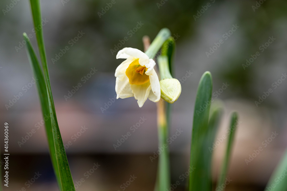 Daffodil flowers are in bloom in Fukuoka city, JAPAN. Daffodil flowers are in bloom in Fukuoka city, JAPAN.