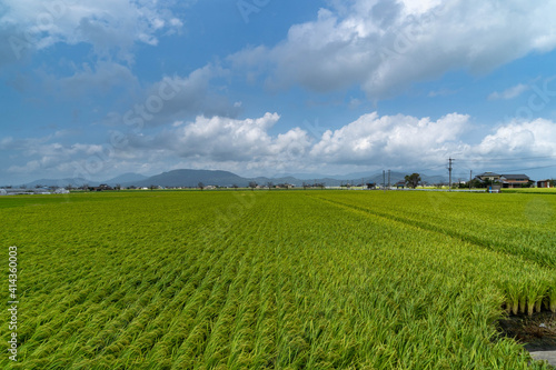 Paddy fields are in rural area in Saga prefecture, JAPAN.