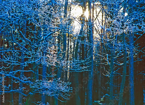 Wallpaper Mural Forest in winter Torontodigital.ca