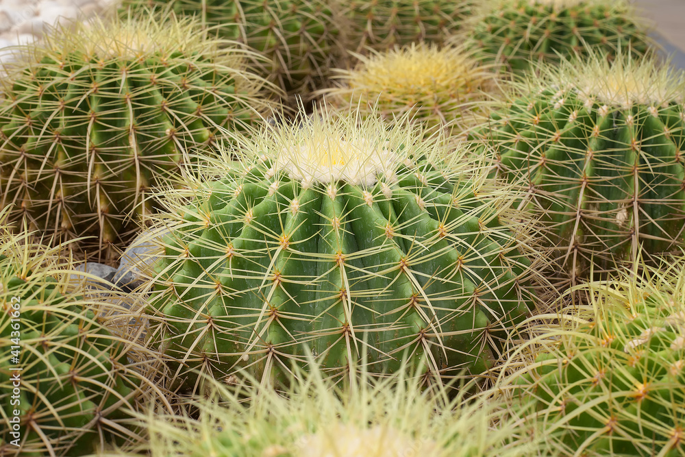 BEAUTIFUL CACTUS AND close up of cactus BEAUTIFUL CACTUS AND close up of cactus