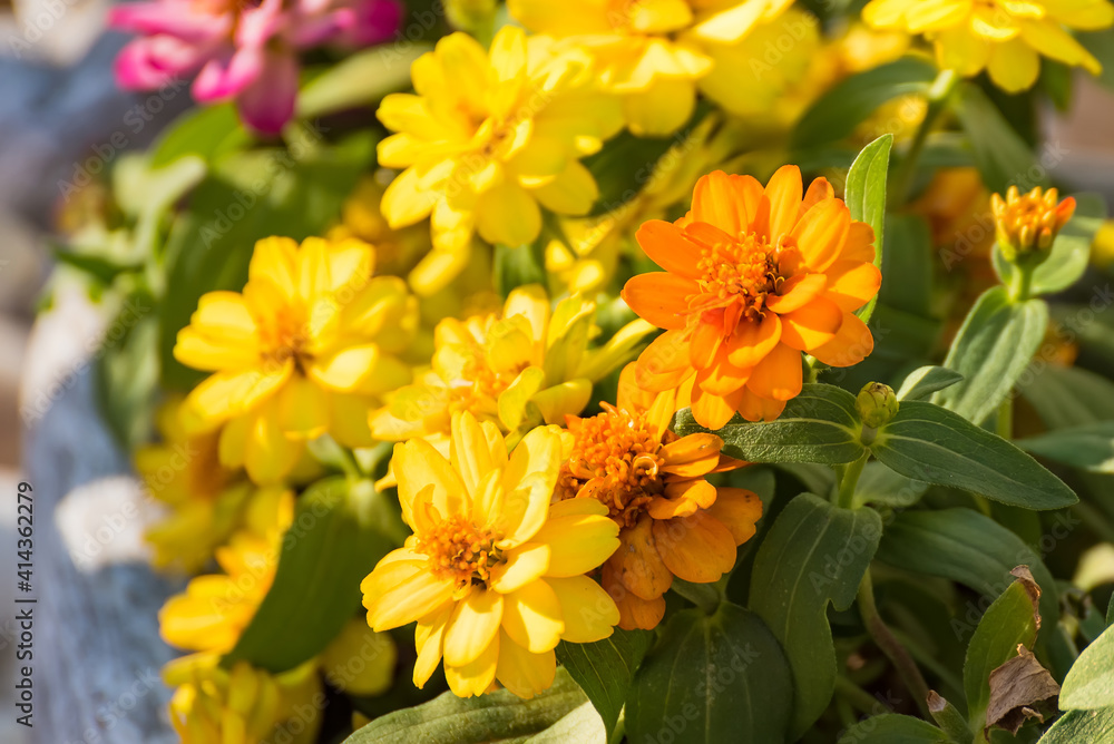 Beautiful zinnia flowers in the sunlight Beautiful zinnia flowers in the sunlight