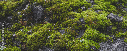 Beautiful green moss on the floor wallpaper background