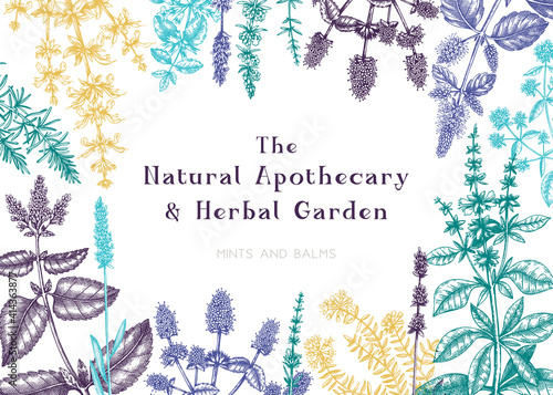 Hand sketched mints and balms frame. Mints plants design. Vintage herbs, leaves, flowers hand drawings background. Herbal tea ingredients template. 