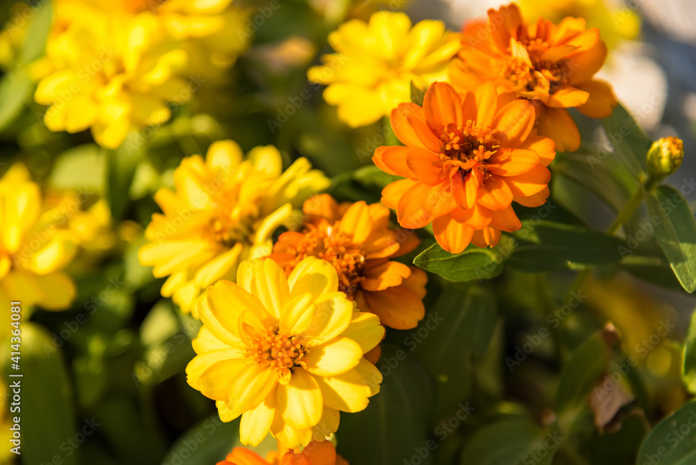 Beautiful zinnia flowers in the sunlight Beautiful zinnia flowers in the sunlight