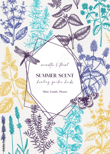 Hand-sketched Mints and Balms card or invitation design. Mints plants and insects illustration. Medicinal herbs and summer flowers background. Herbal tea ingredients template. 
