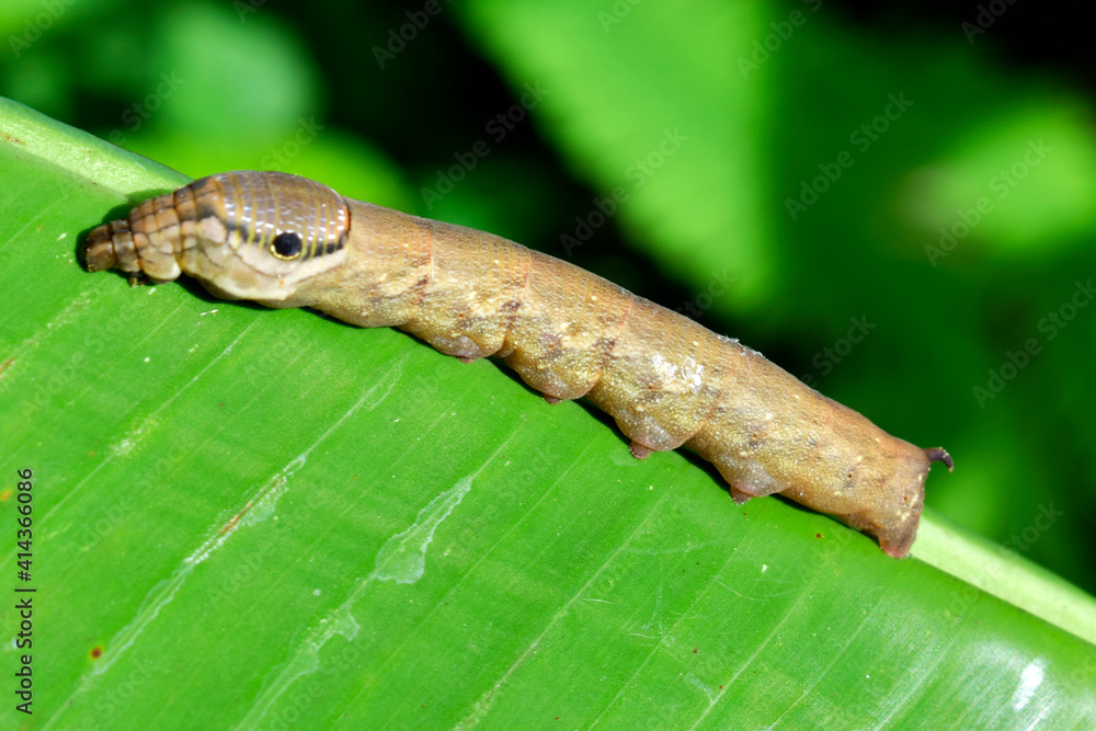 Dark brown caterpillars hang on green banana leaves on a blurred background. Dark brown caterpillars hang on green banana leaves on a blurred background.