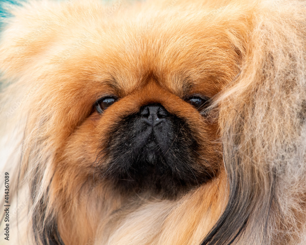 Pekingese Pekingese
