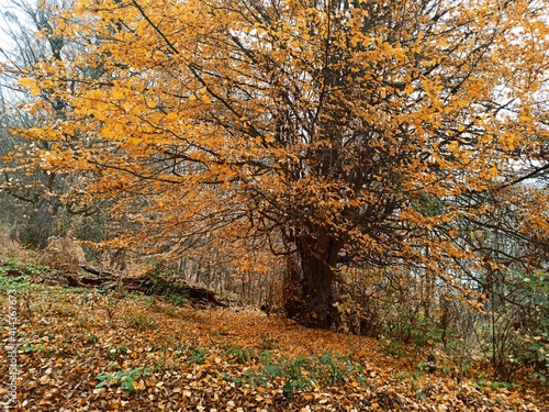 autumn trees in the park