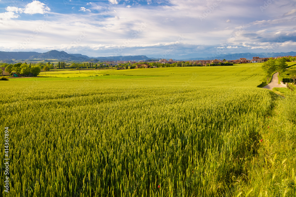 Panoramic view of the fields of the Osona Valley in the month of May with growing wheat crops, their green tones enrich the spring landscape sautéed with rural farmhouses. Malla, Catalonia, Spain Panoramic view of the fields of the Osona Valley in the month of May with growing wheat crops, their green tones enrich the spring landscape sautéed with rural farmhouses. Malla, Catalonia, Spain