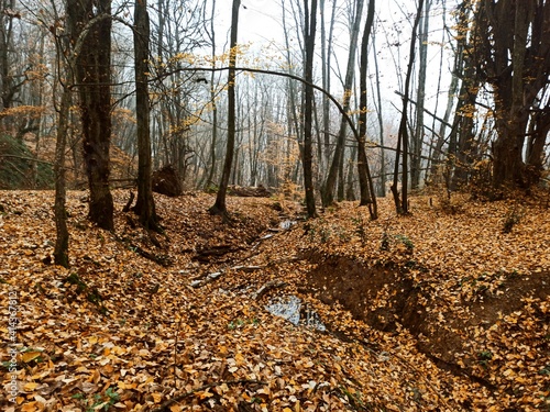 autumn in the forest lake