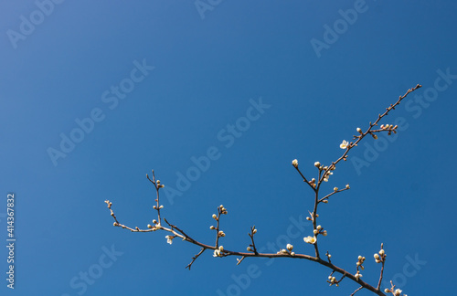 branche de cerisier en fleur au printemps