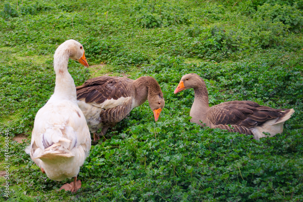 View of a gathering of three geese in the middle of the meadow. It seems that relationship is affable. View of a gathering of three geese in the middle of the meadow. It seems that relationship is affable.