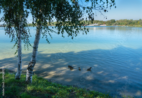 Blue Lake ducks tree birch-tree