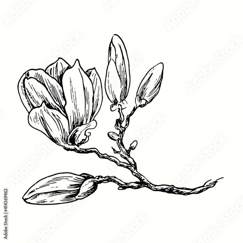 Hand drawn magnolia branch with flower. Ink black and white drawing. Vector illustration.