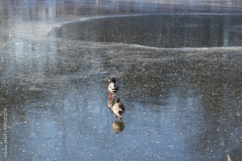 Fototapeta Naklejka Na Ścianę i Meble -  Ducks on ice, frozen lake on a sunny winter day at the park