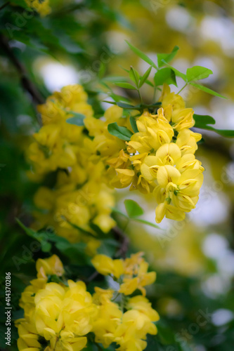 Yellow flowers 